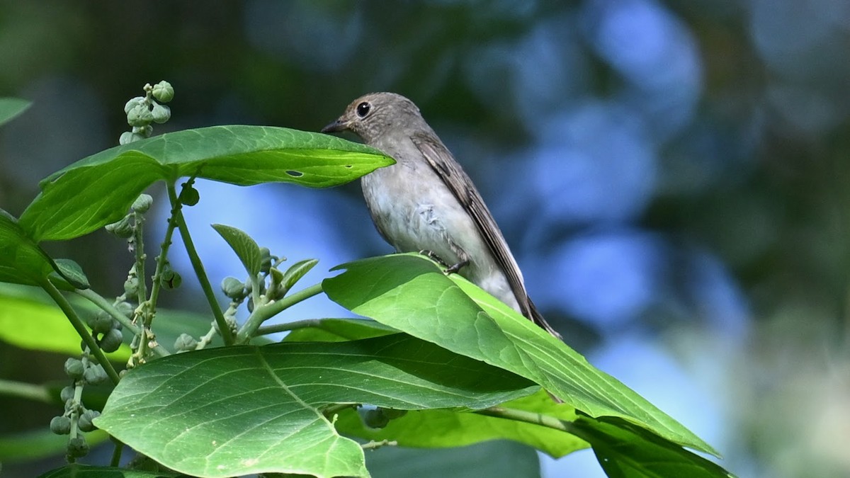 Blue-and-white/Zappey's Flycatcher - ML646294020