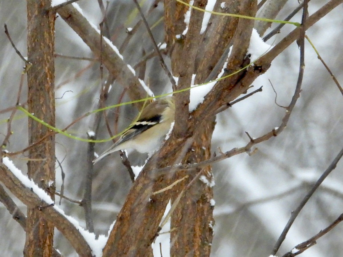 čížek žlutý - ML646294021