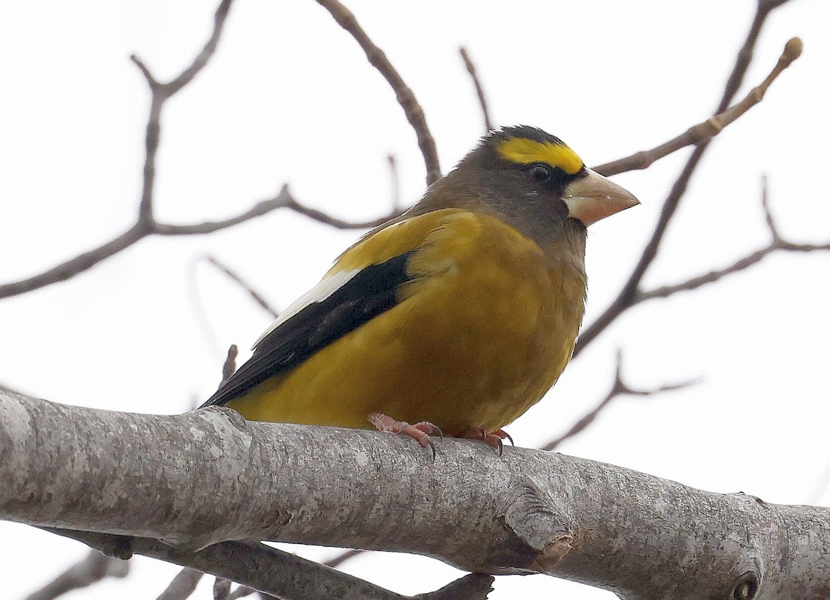 Evening Grosbeak - ML646294023