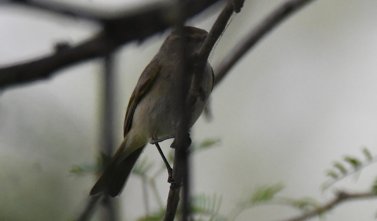 暗綠柳鶯 - ML646294024