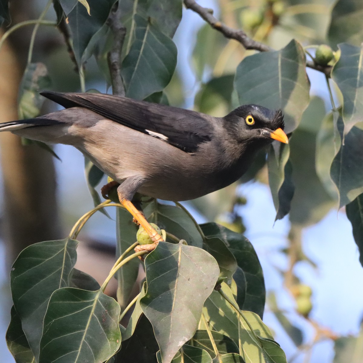 Jungle Myna - ML646294025