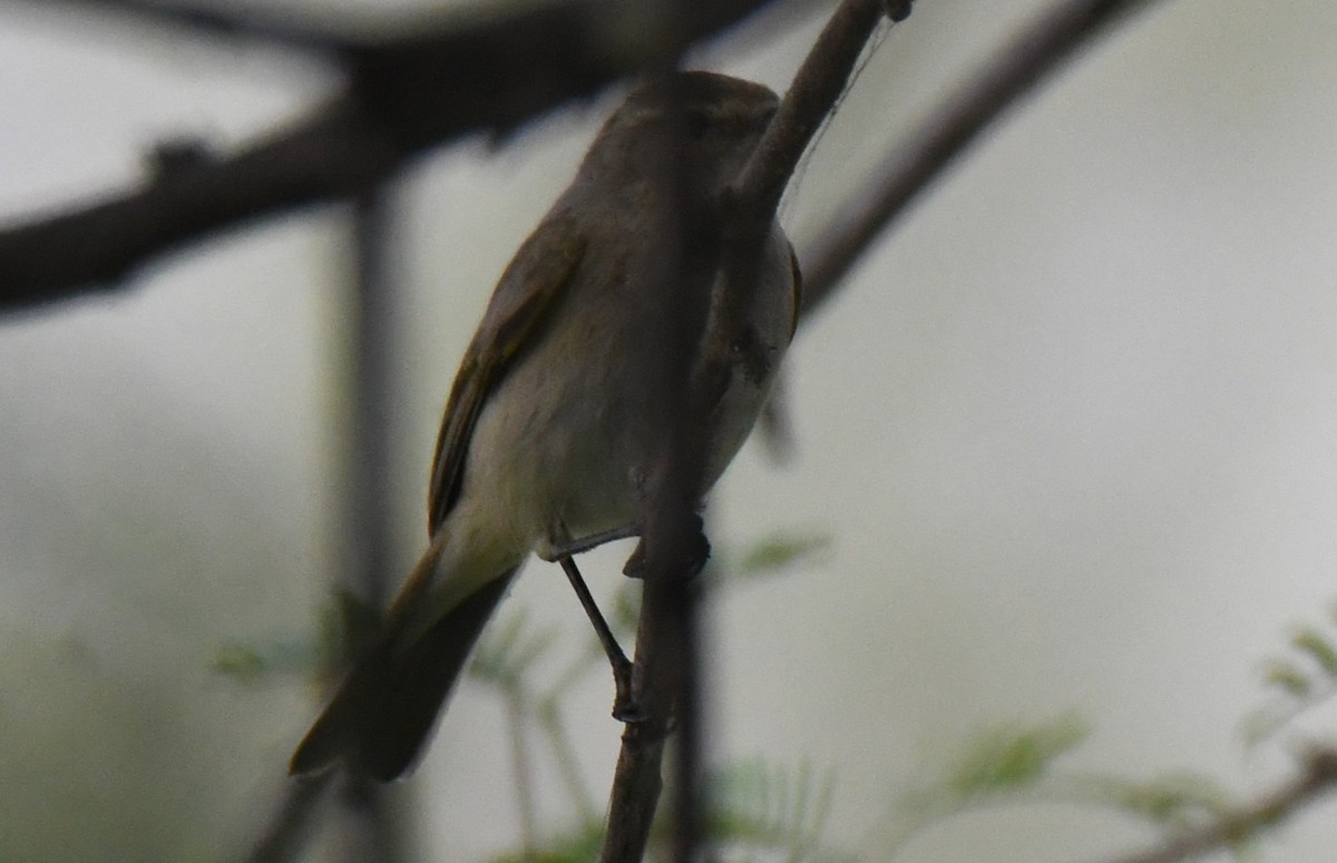 暗綠柳鶯 - ML646294026