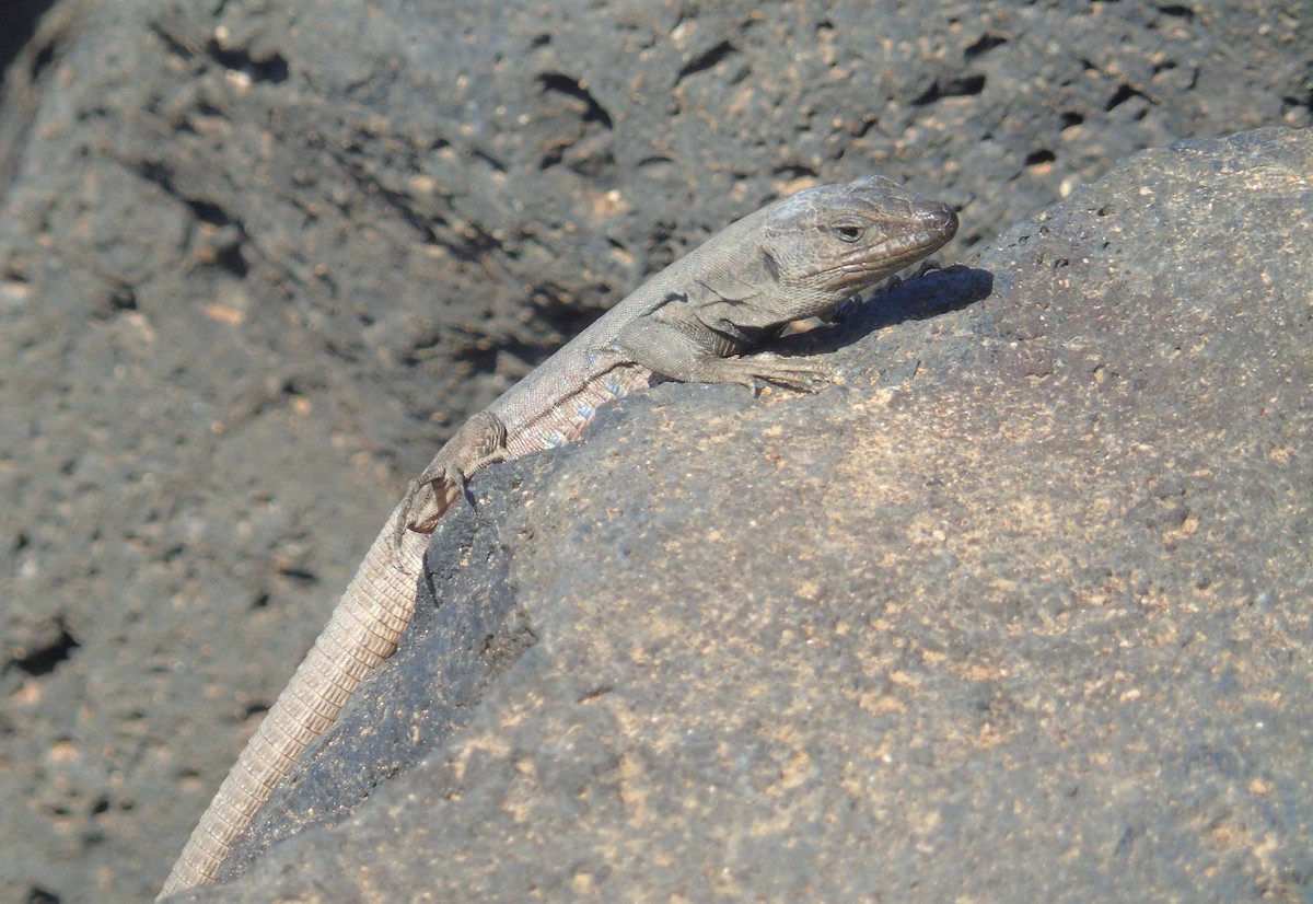Southern Tenerife lizard - ML646294027
