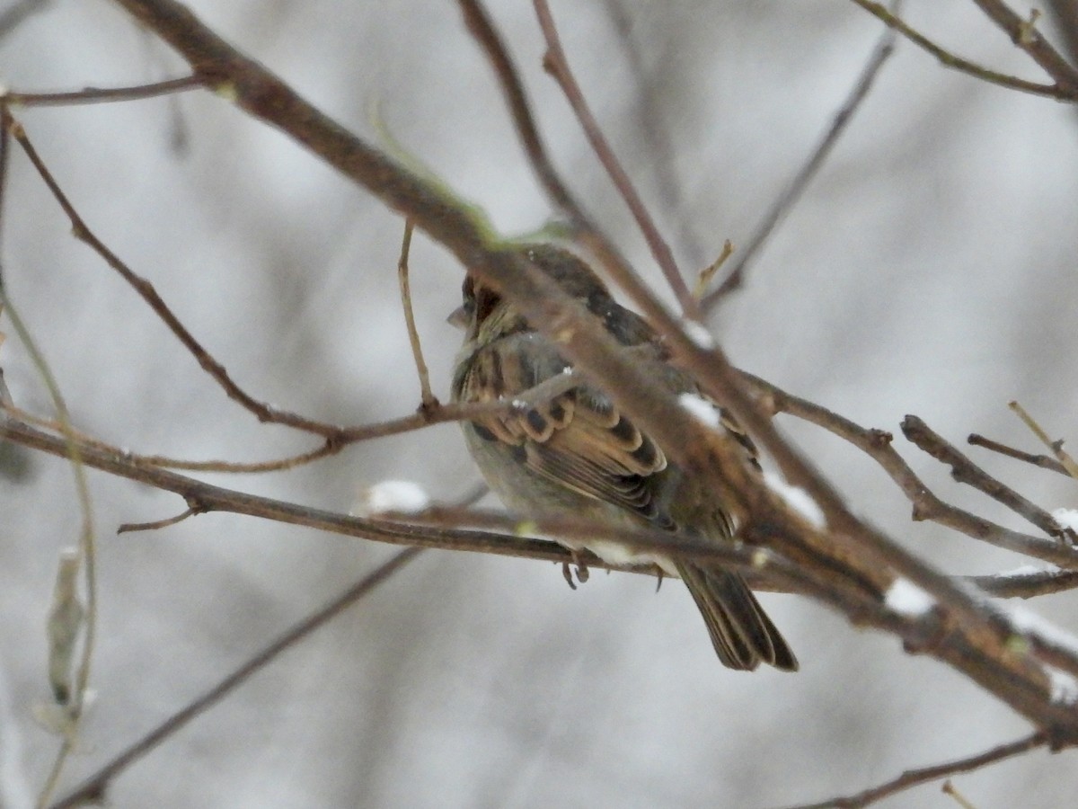 vrabec domácí - ML646294028