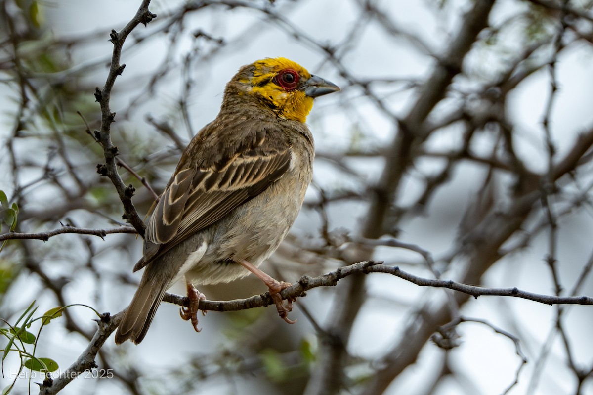 Sakalava Weaver - ML646294049