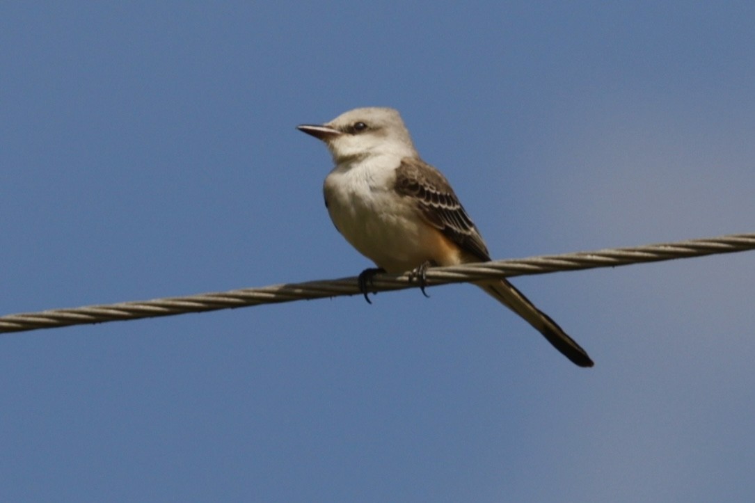 Scissor-tailed Flycatcher - ML646294060