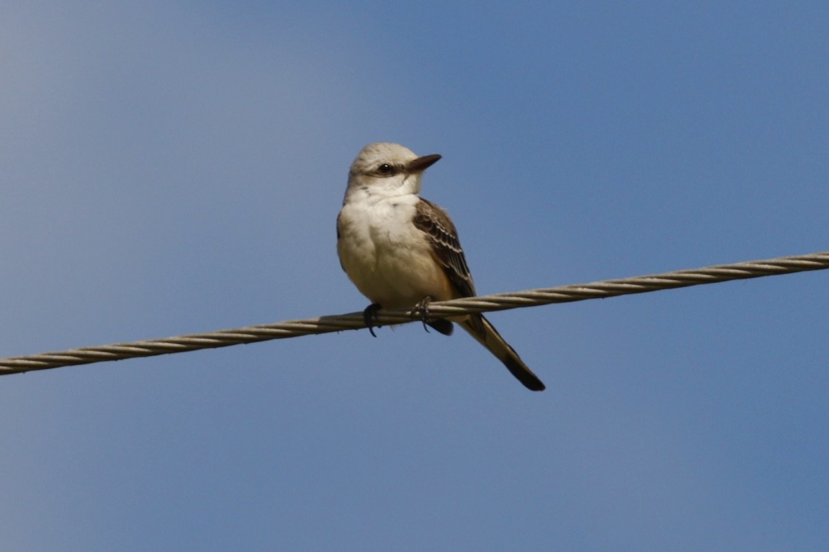 Scissor-tailed Flycatcher - ML646294061