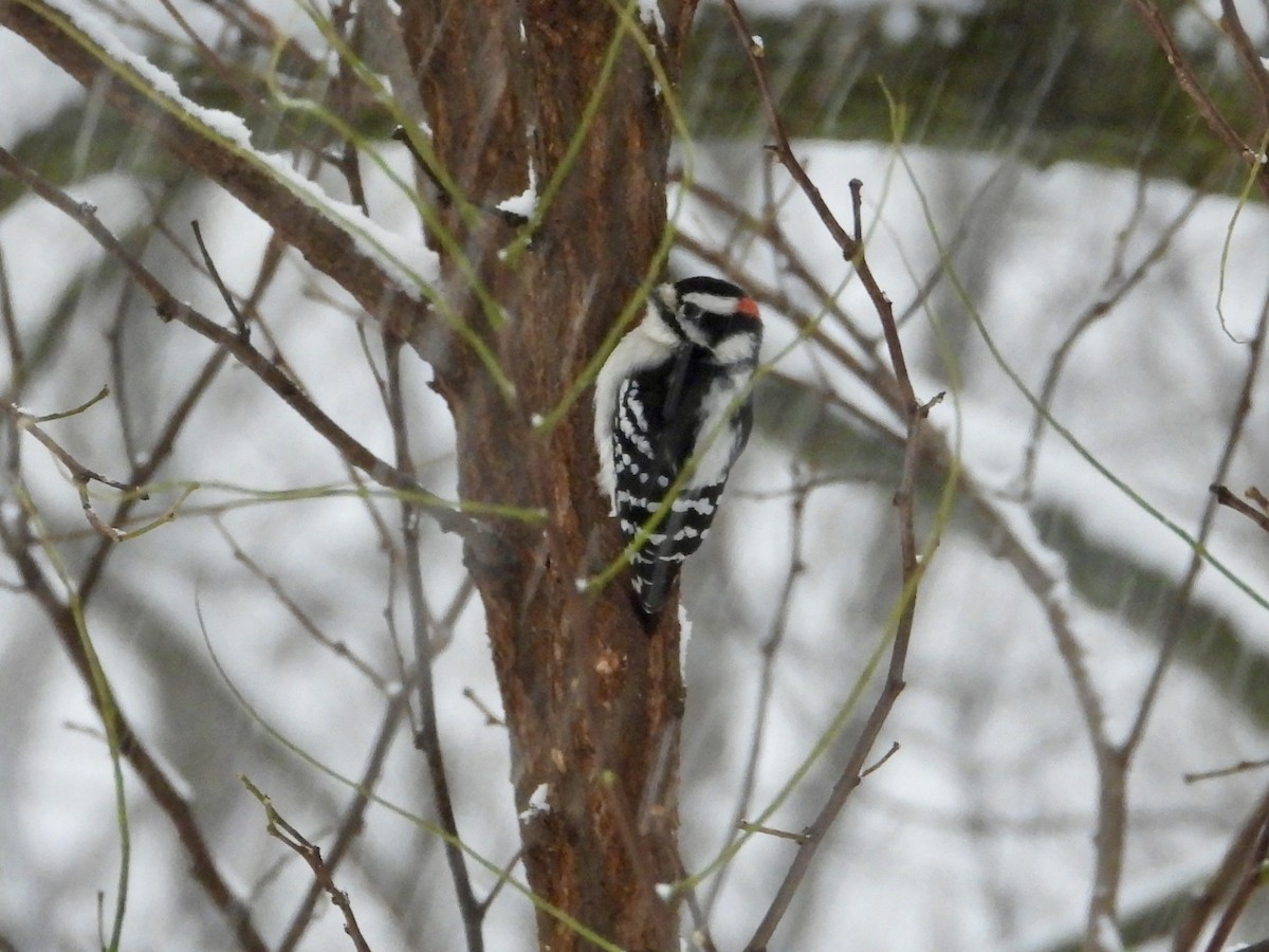 strakapoud osikový - ML646294062