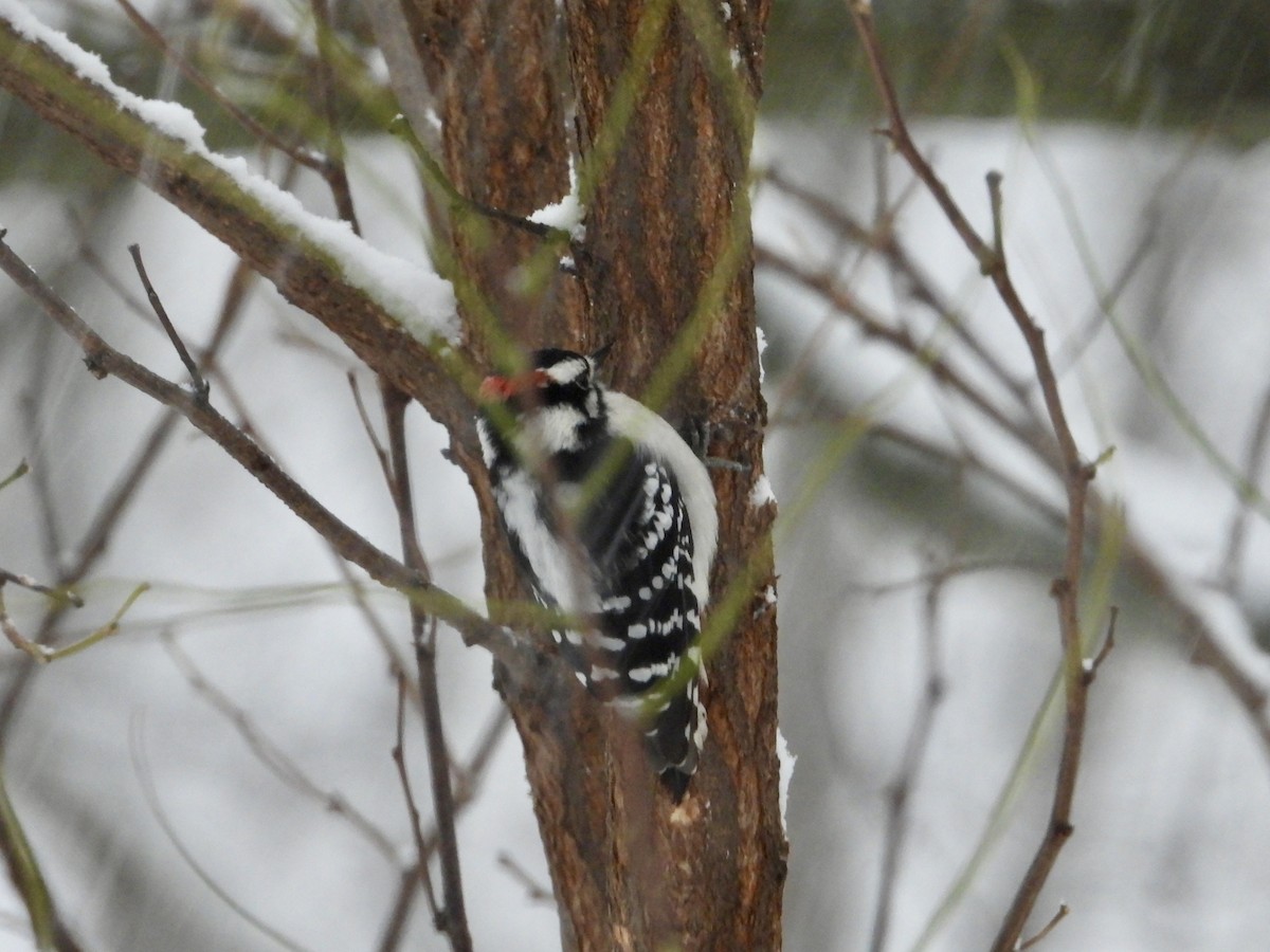 strakapoud osikový - ML646294063