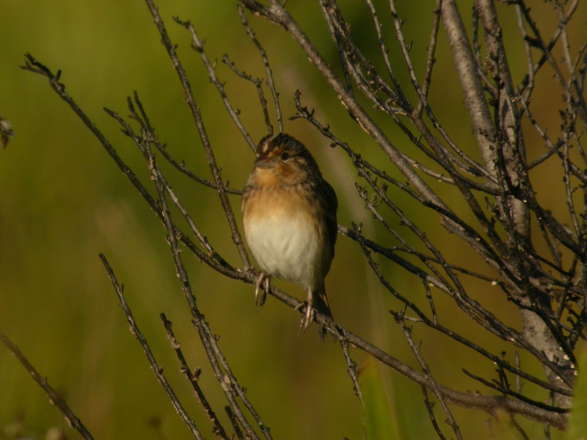 Багновець прерієвий - ML646294066