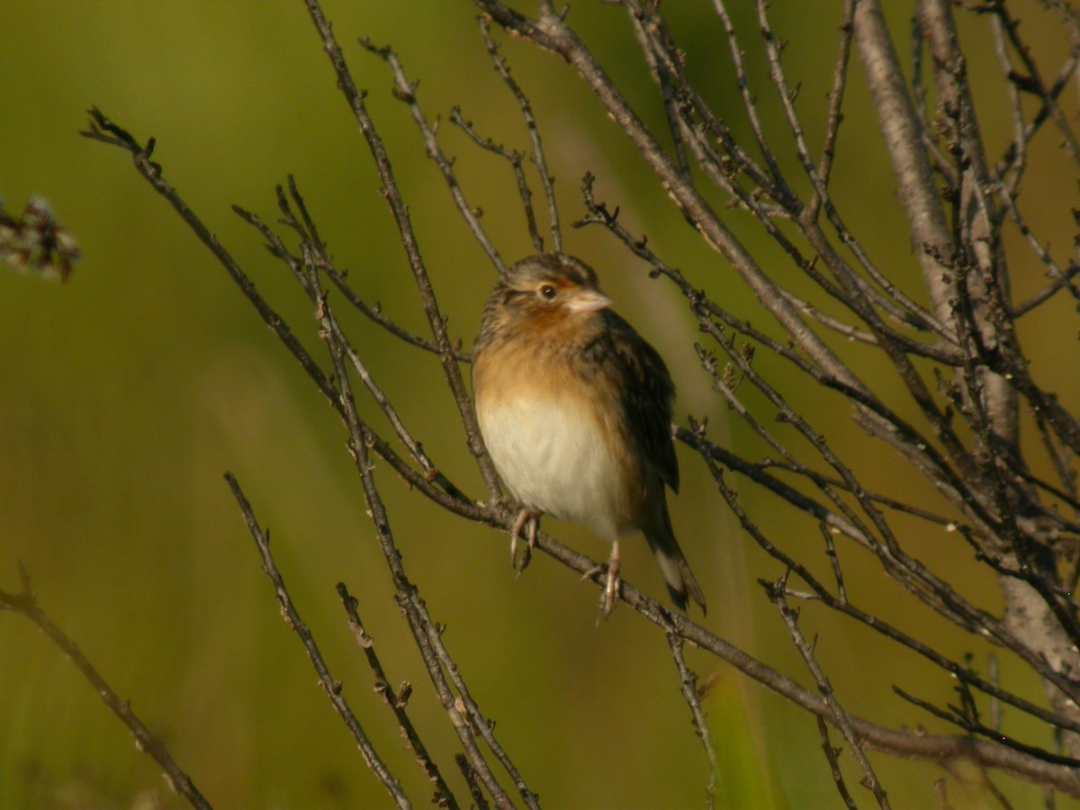 Багновець прерієвий - ML646294067