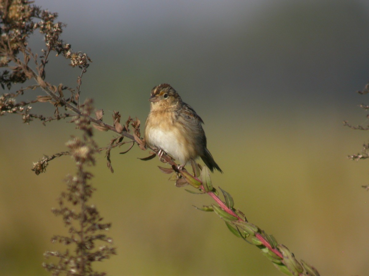 Багновець прерієвий - ML646294068