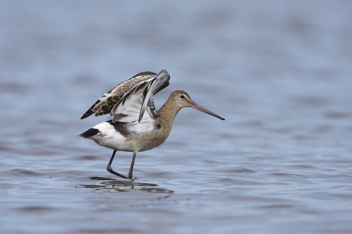 Грицик великий - ML646294074