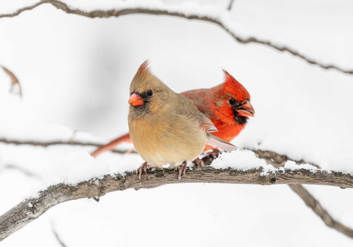 Кардинал червоний - ML646294075