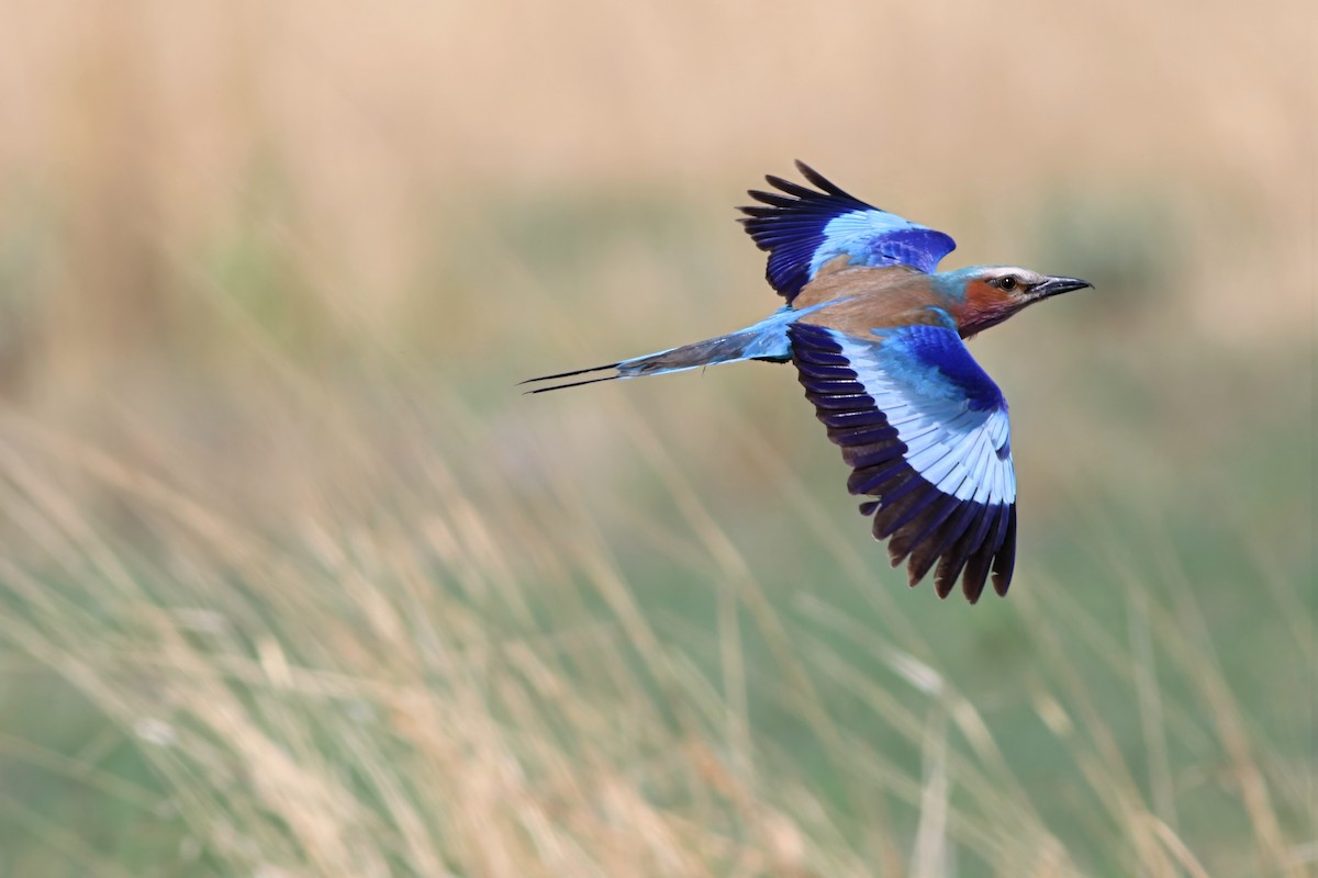 Сиворакша рожевовола - ML646294076