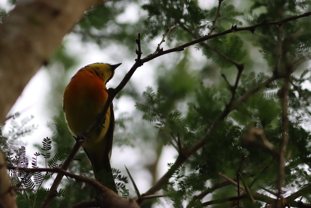 Вюргер золотистий - ML646294081