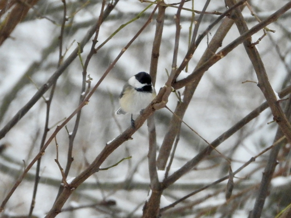 Гаїчка світлокрила - ML646294082