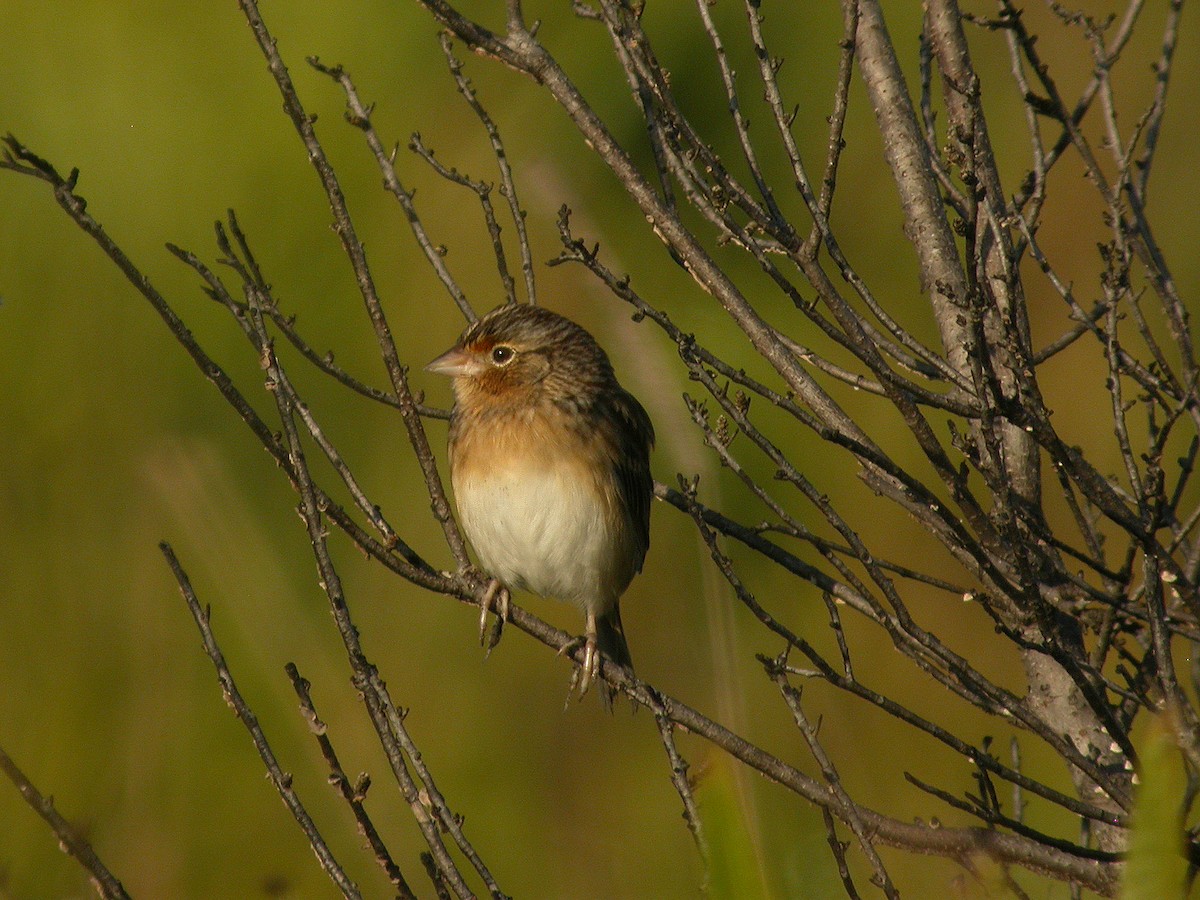 Багновець прерієвий - ML646294083