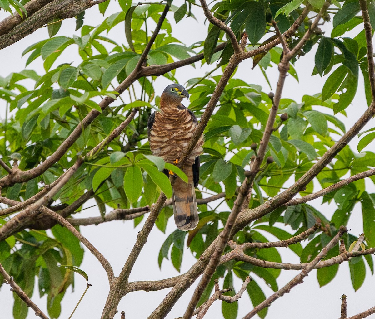 Шуляк гачкодзьобий - ML646294084