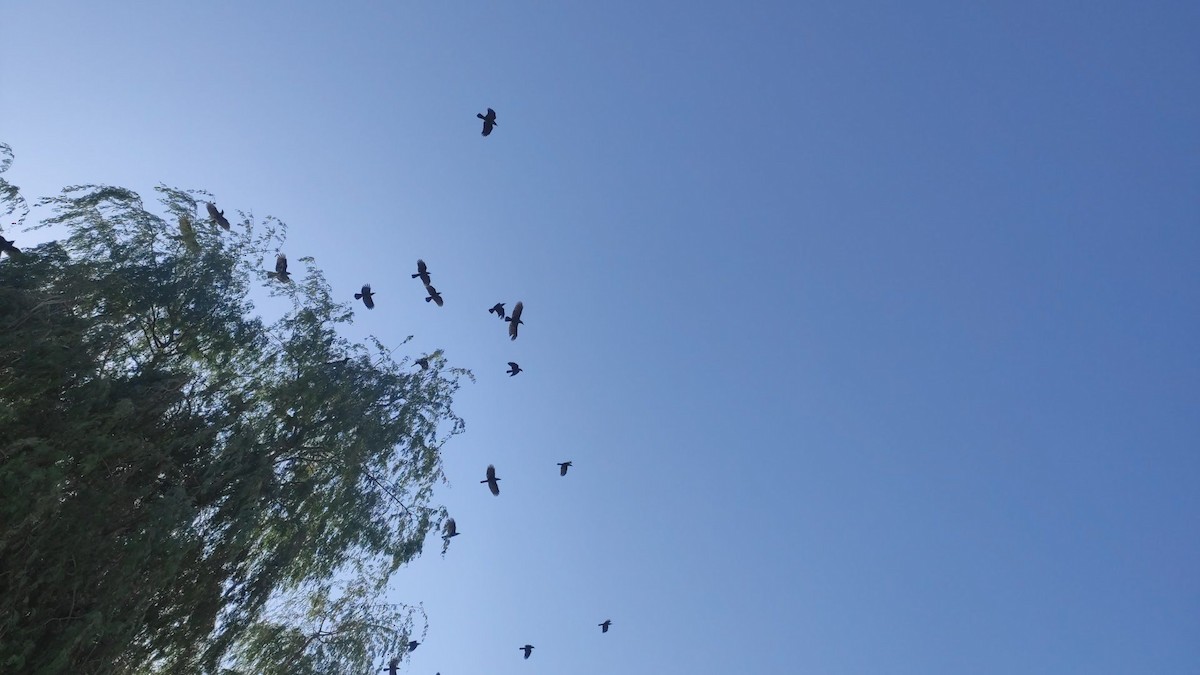 Ворона індійська - ML646294085