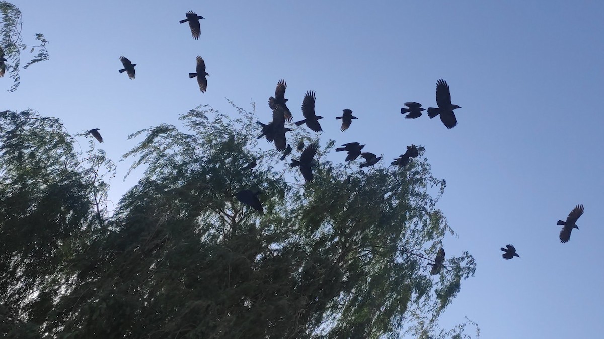 Ворона індійська - ML646294087