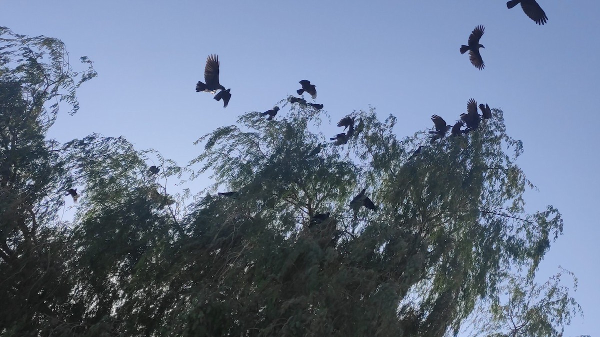 Ворона індійська - ML646294088