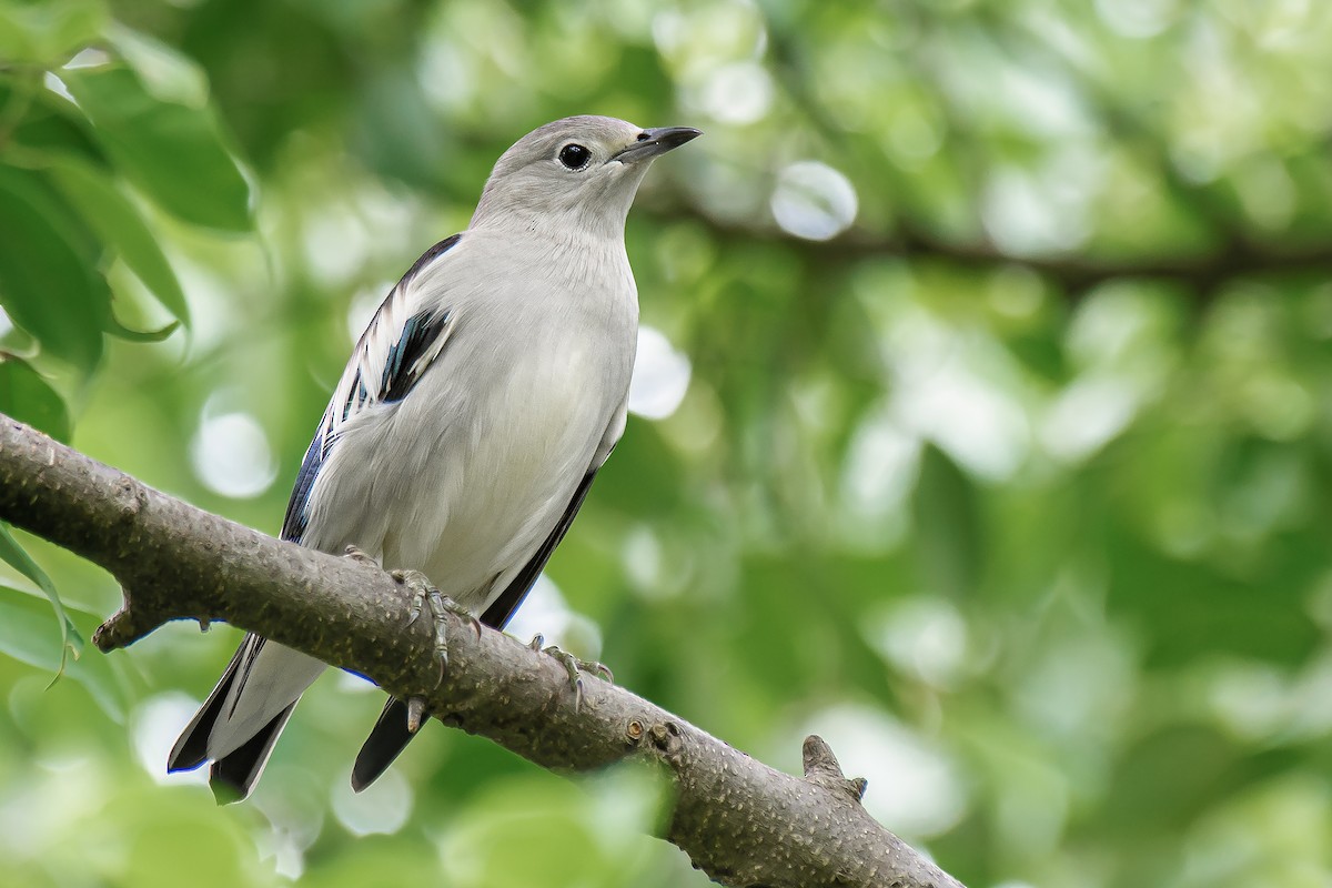 Шпак даурський - ML646294089