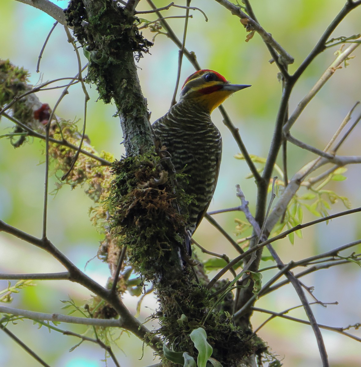 Дятел-смугань жовтобровий - ML646294090