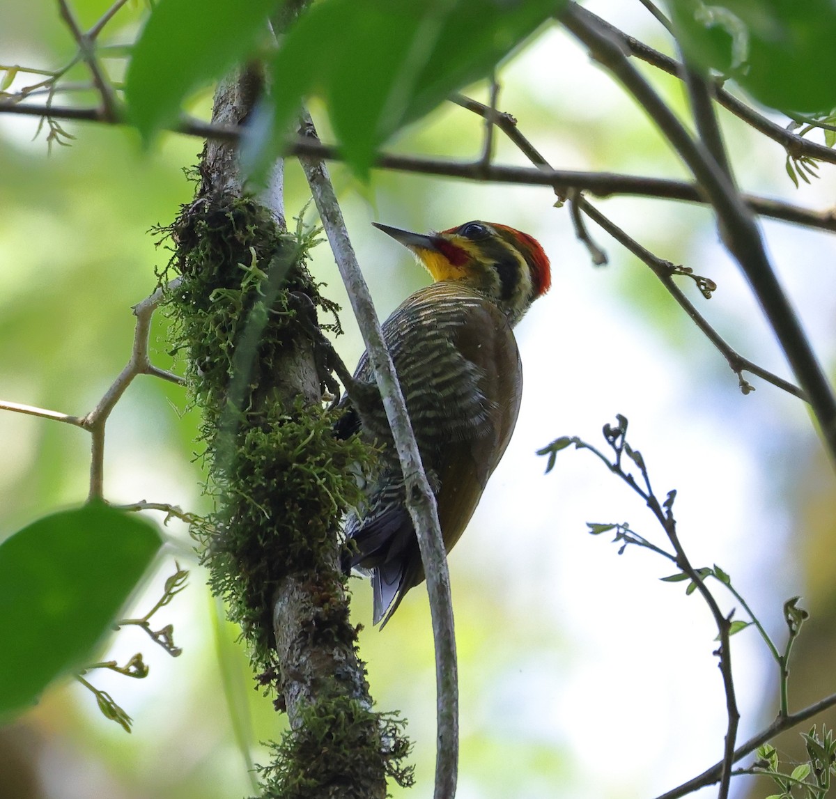 Дятел-смугань жовтобровий - ML646294091