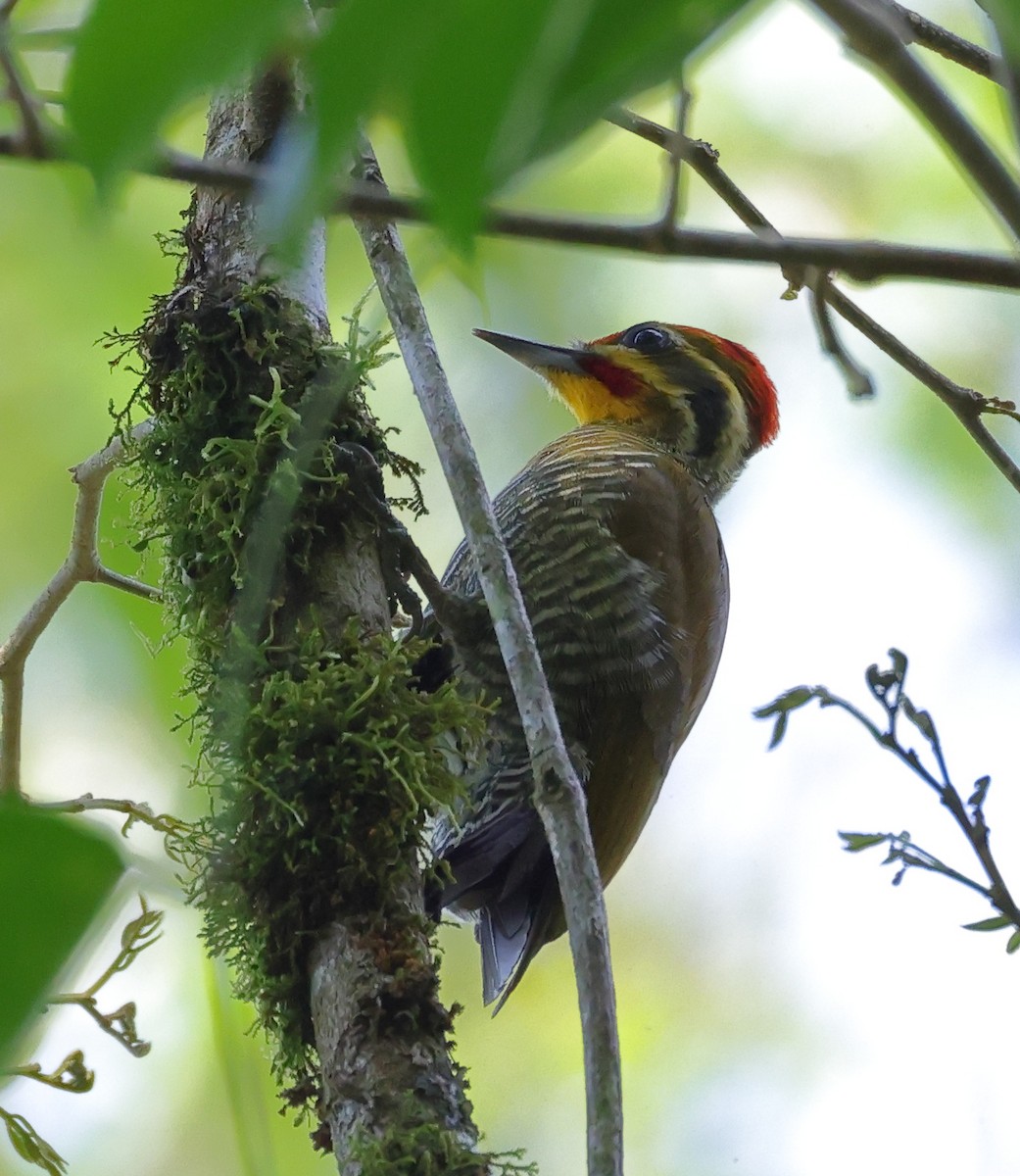 Дятел-смугань жовтобровий - ML646294092