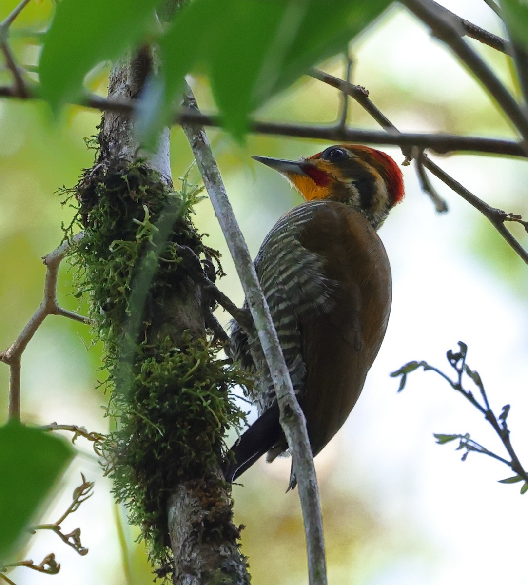 Дятел-смугань жовтобровий - ML646294093