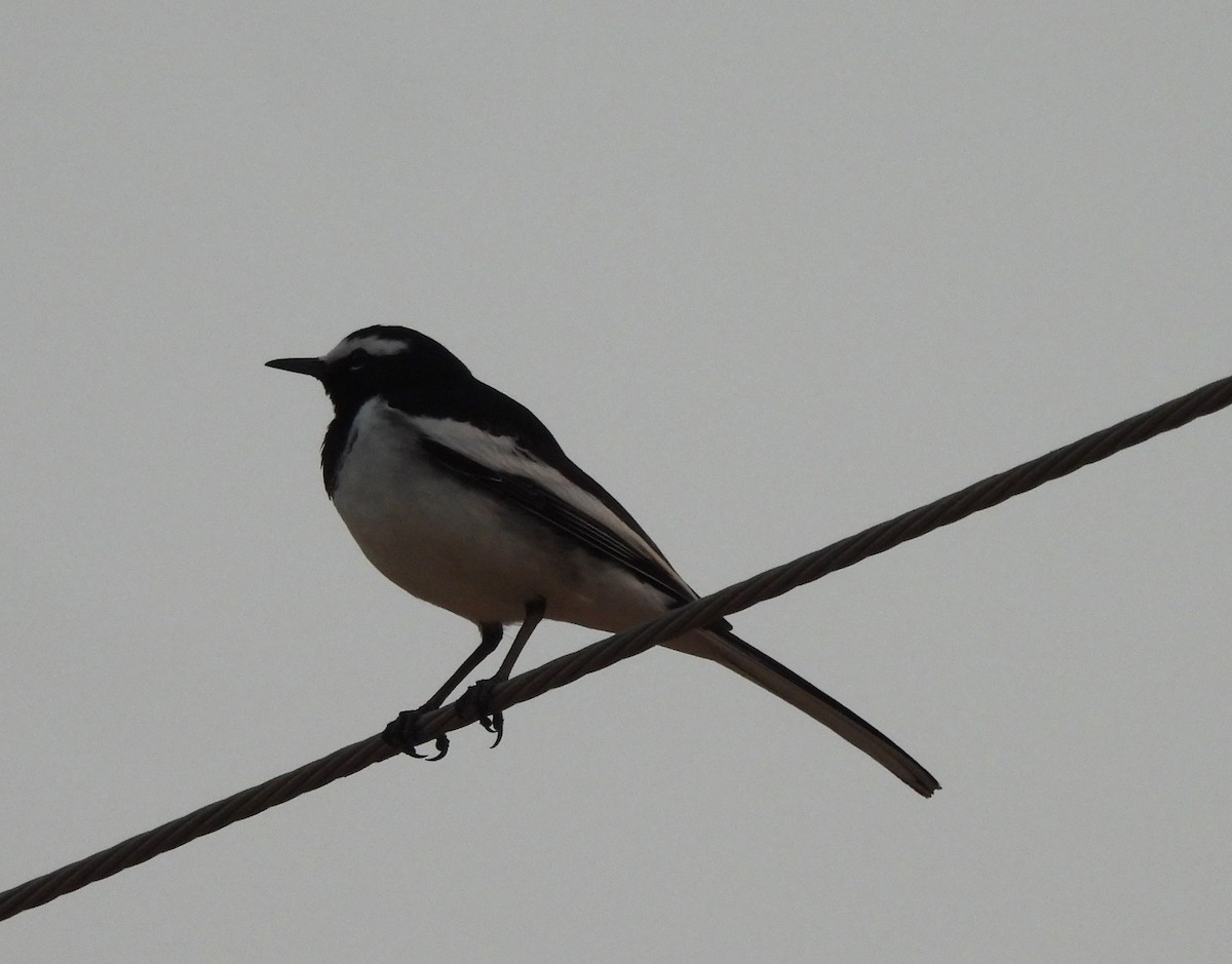 Плиска білоброва - ML646294094