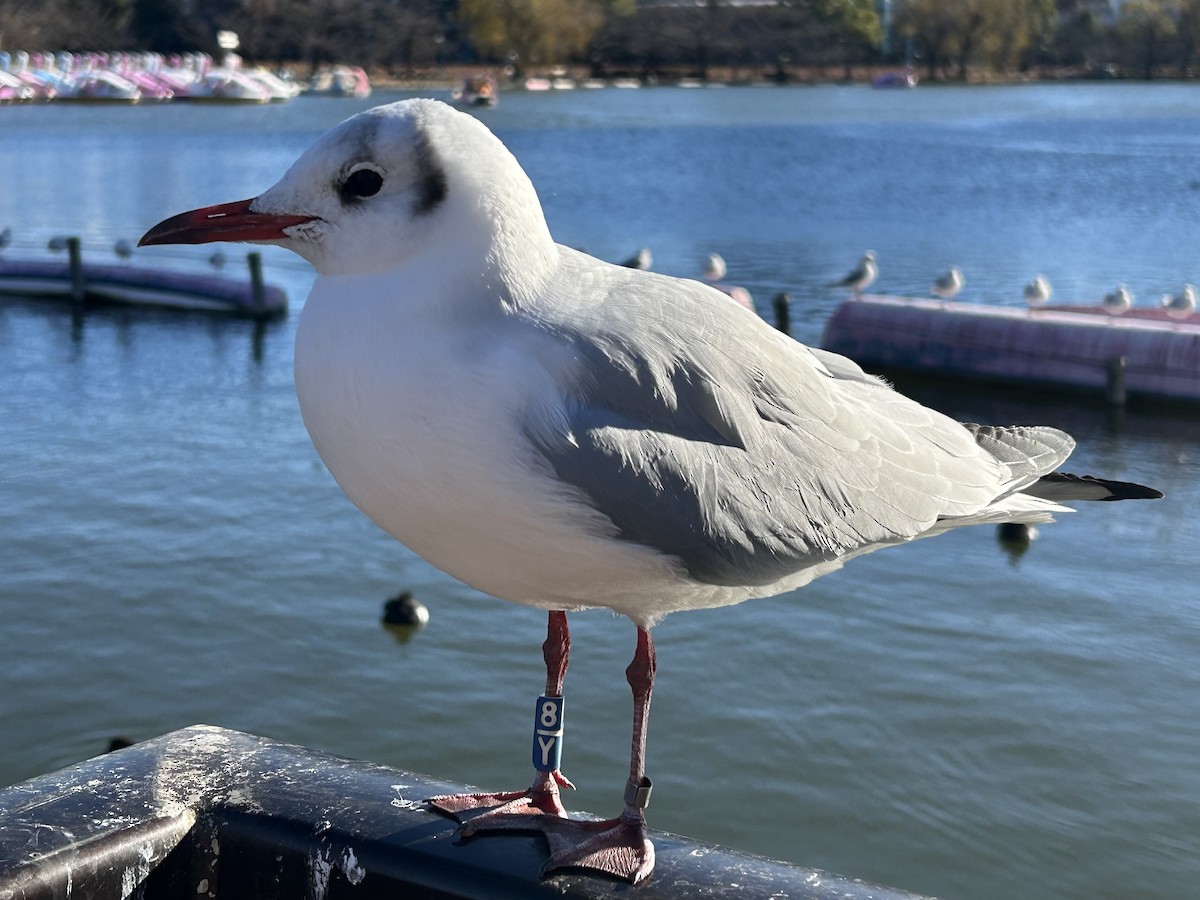 hettemåke - ML646294095