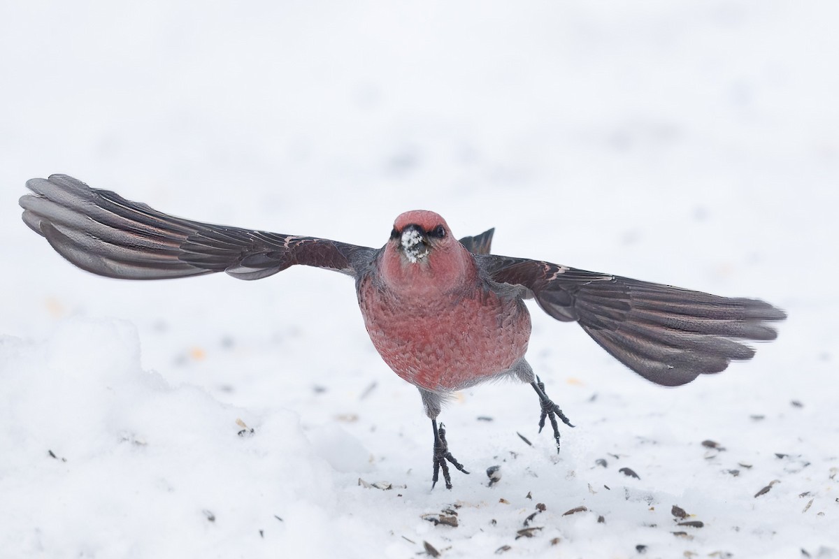 Pine Grosbeak - ML646294105