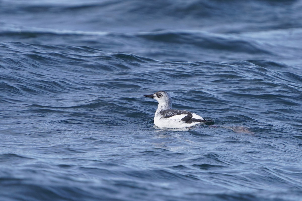 beringteist - ML646294124