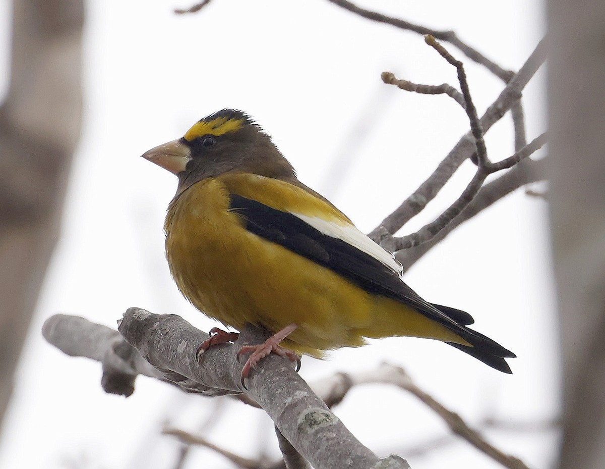 Evening Grosbeak - ML646294125