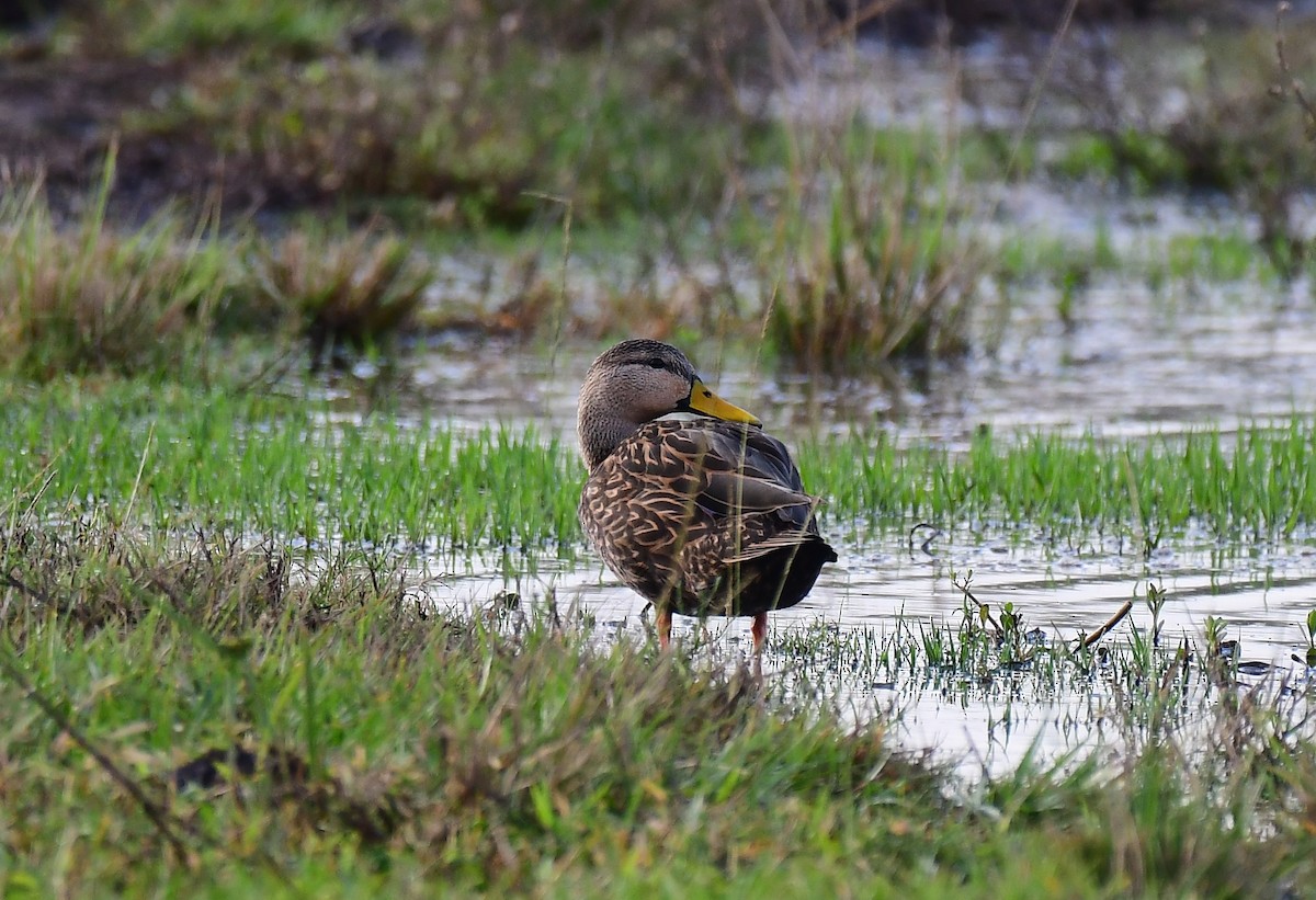 Mottled Duck - ML646294127