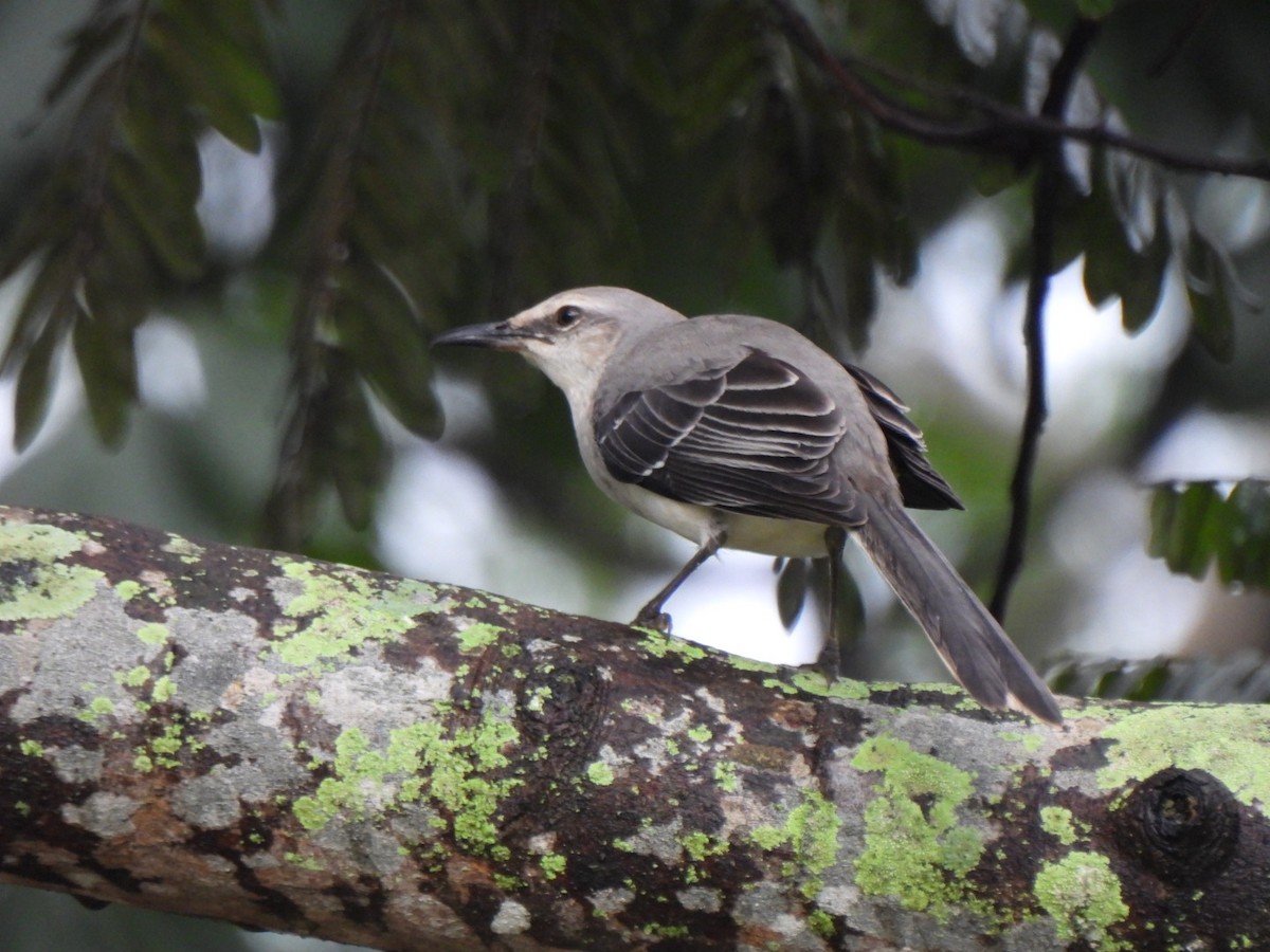 Tropical Mockingbird - ML646294129