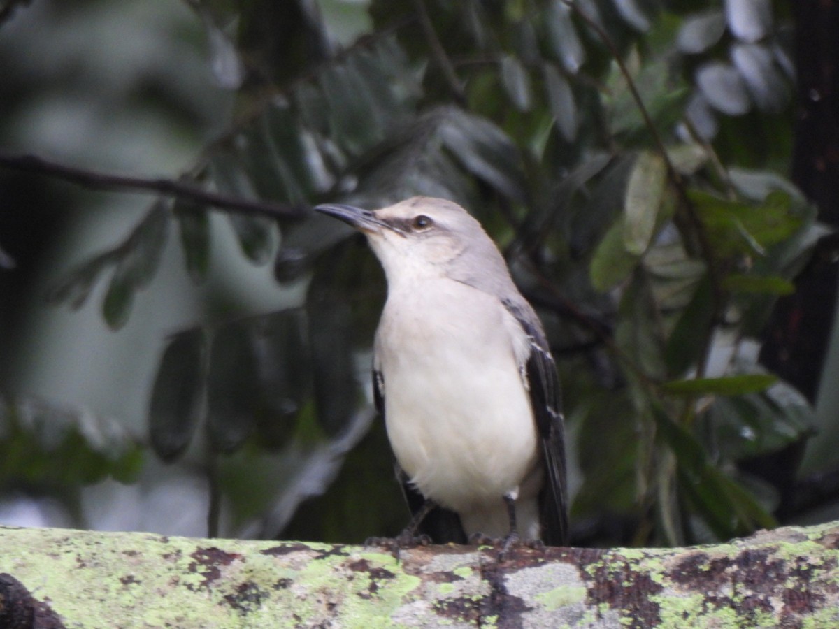 Tropical Mockingbird - ML646294130