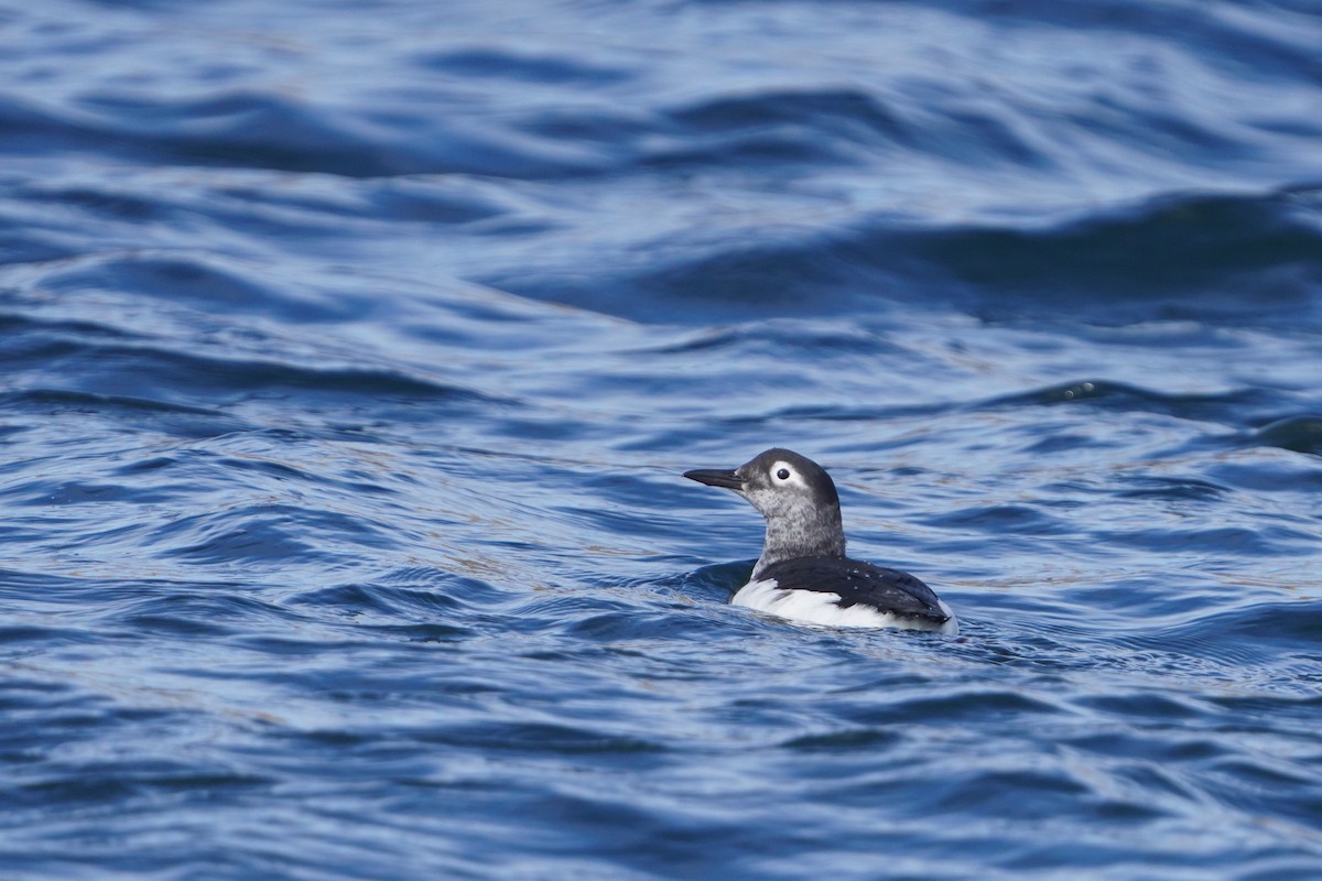 brilleteist - ML646294132