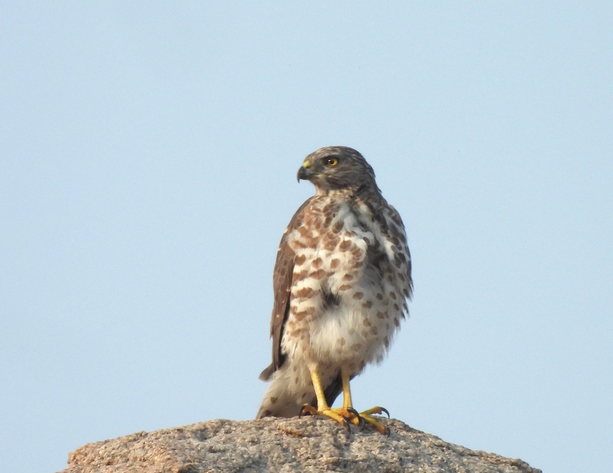 Shikra - ML646294136