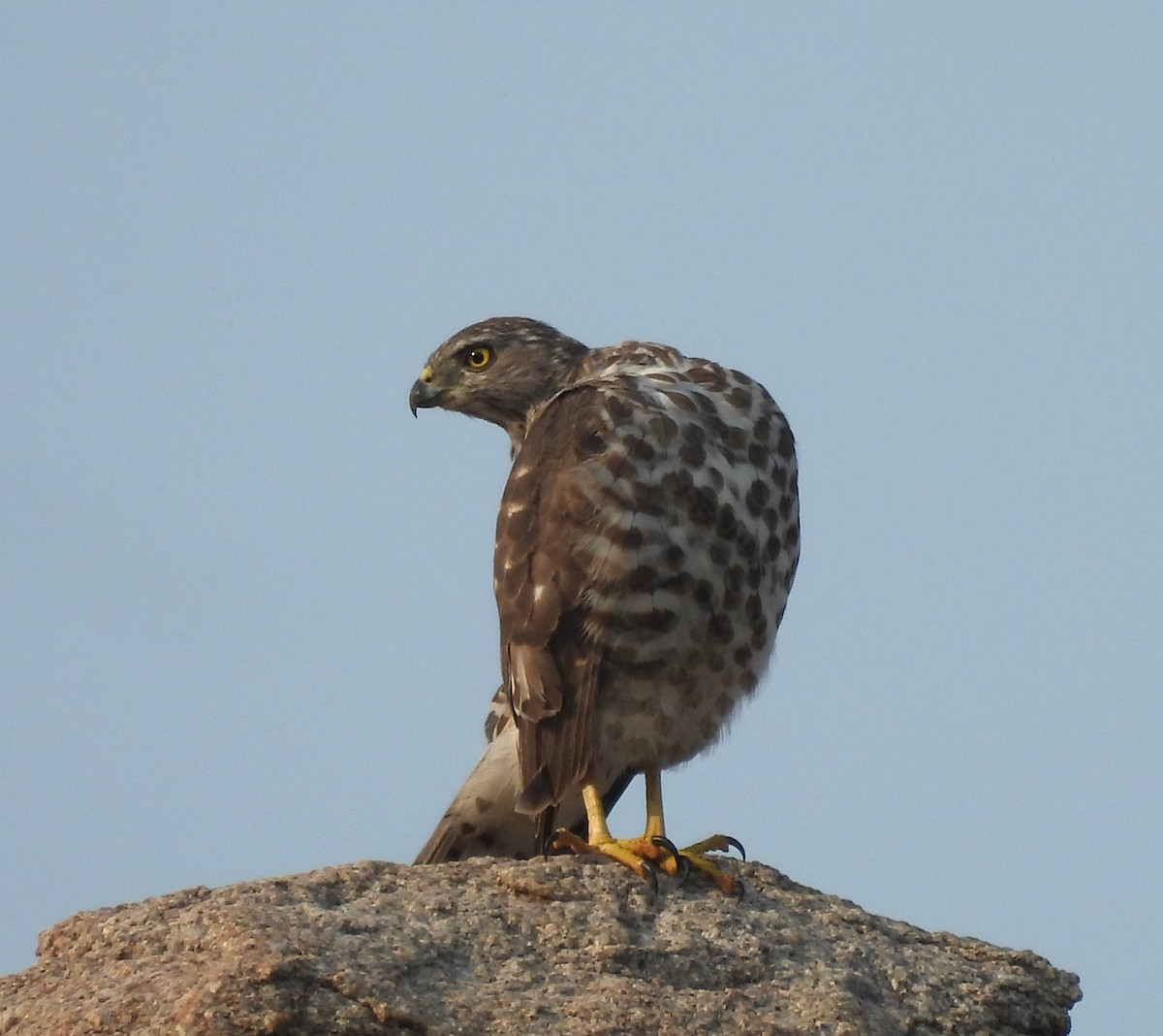 Shikra - ML646294137