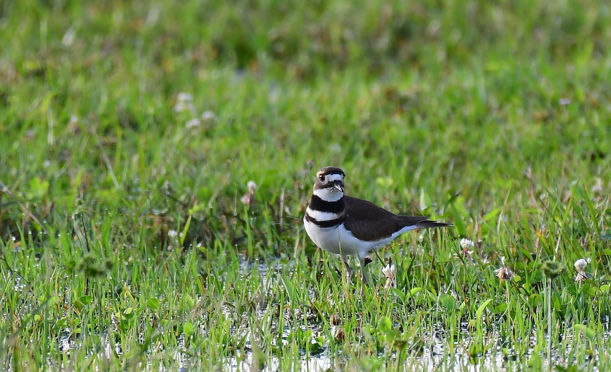 Killdeer - ML646294142