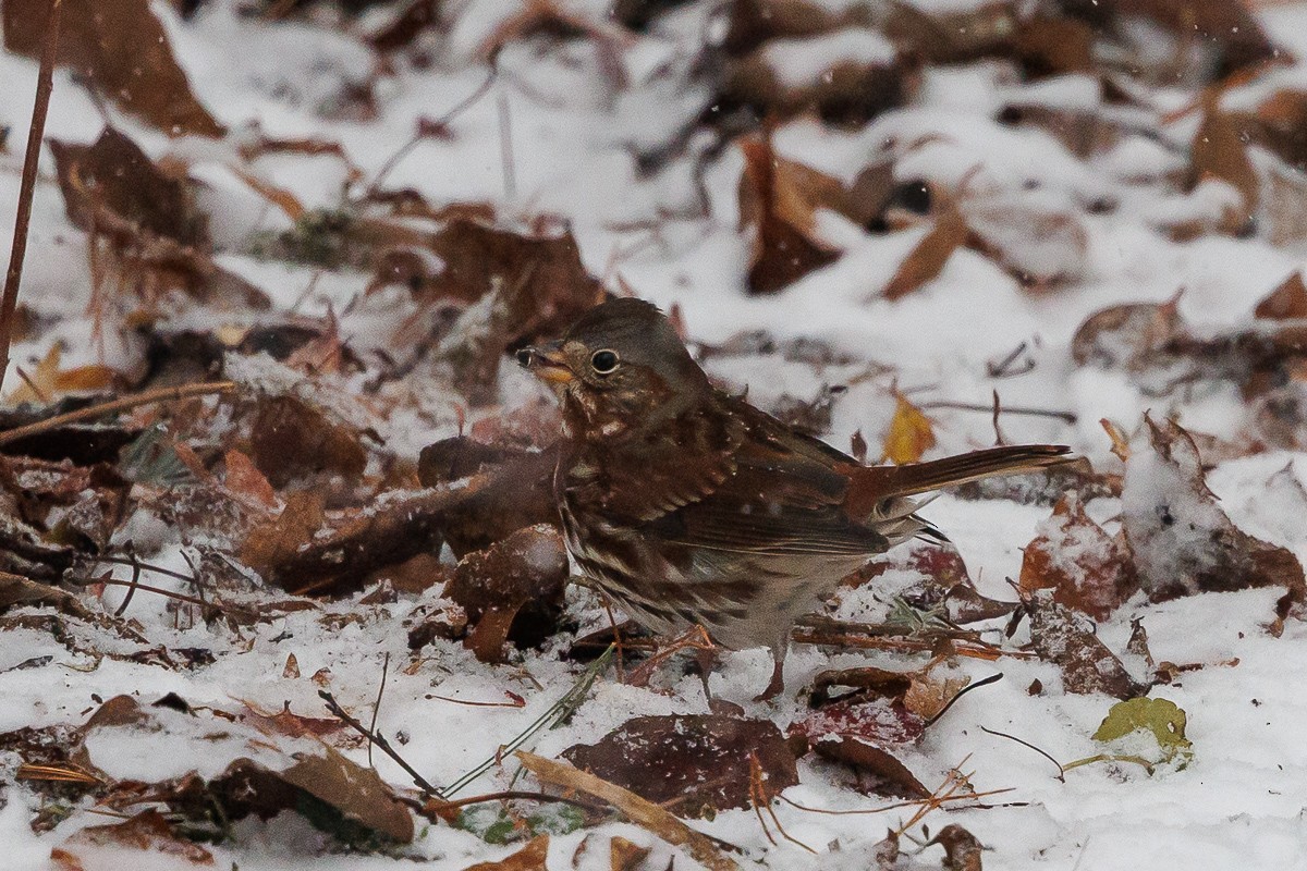 Fox Sparrow (Red) - ML646294143