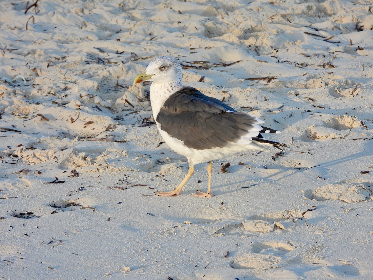 ニシセグロカモメ - ML646294151