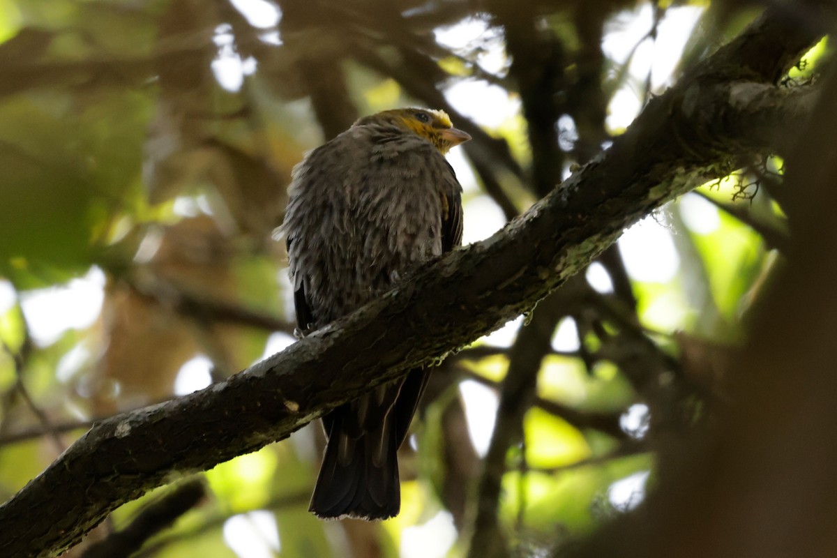 Yellow-rumped Honeyguide - ML646294152