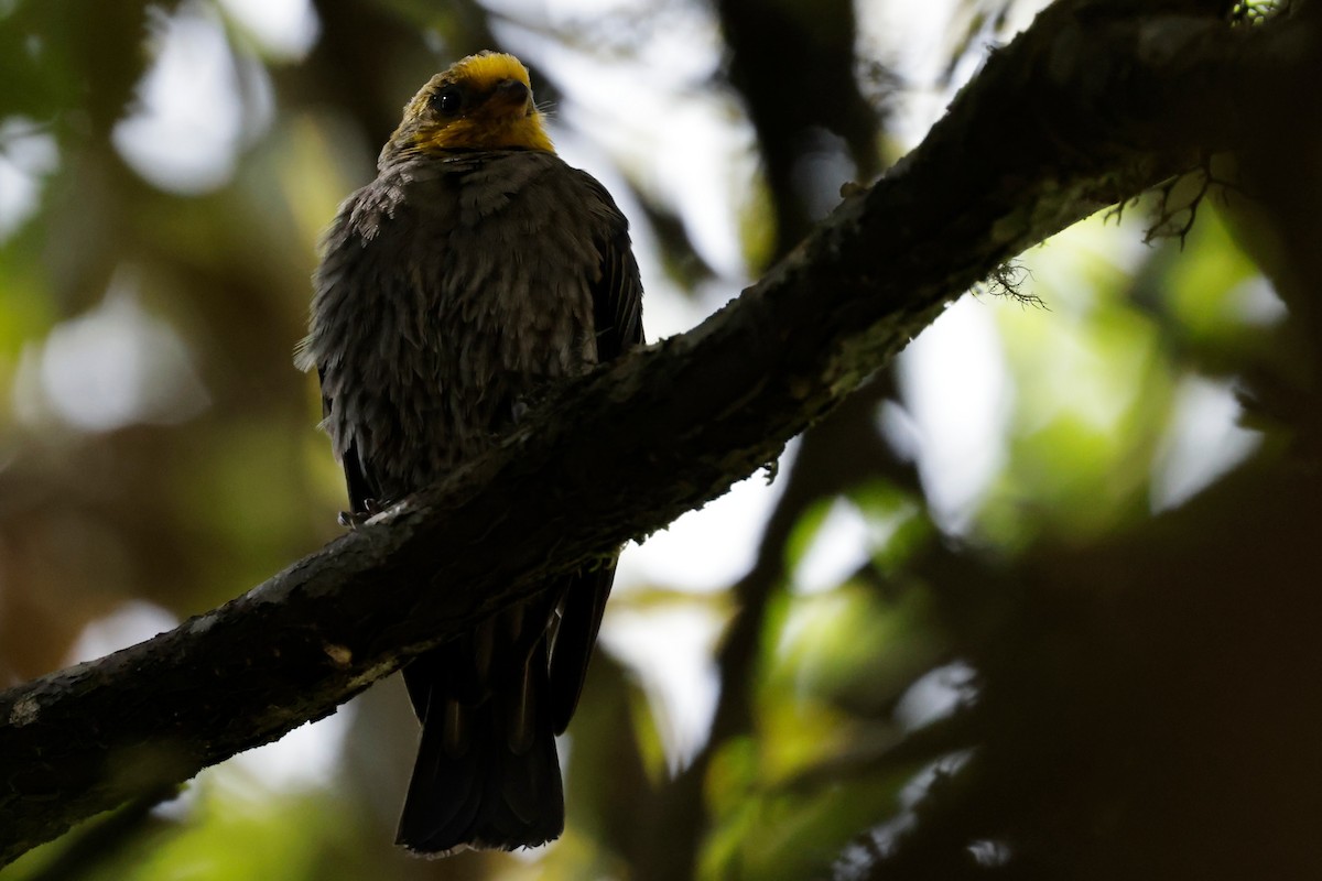 Yellow-rumped Honeyguide - ML646294153