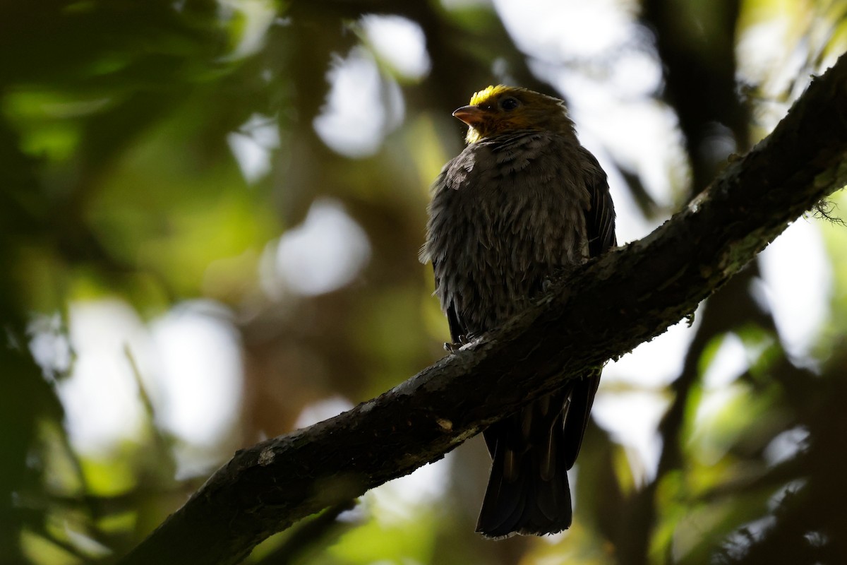 Yellow-rumped Honeyguide - ML646294154