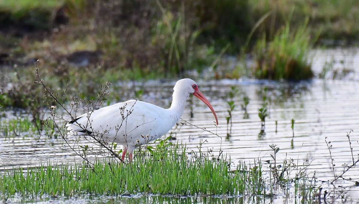White Ibis - ML646294162
