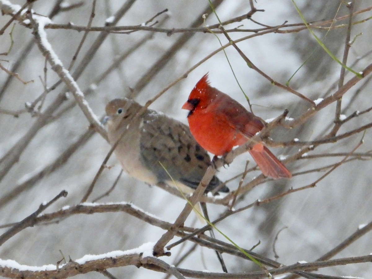 hrdlička karolínská - ML646294163